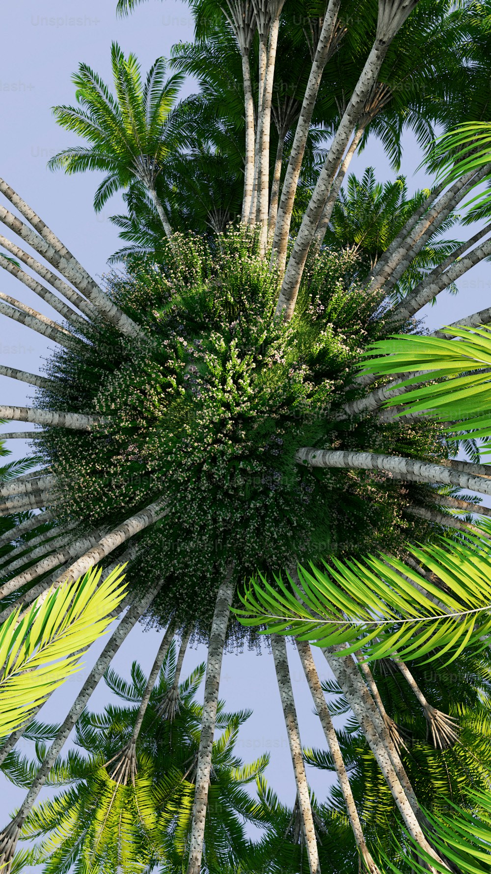 a very tall palm tree with lots of green leaves