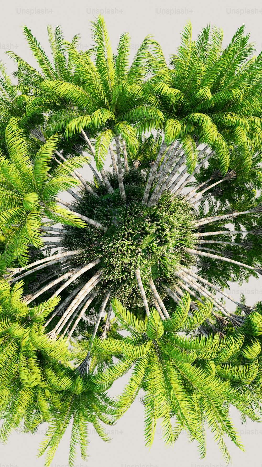 Eine grüne Pflanze mit vielen Blättern um sie herum