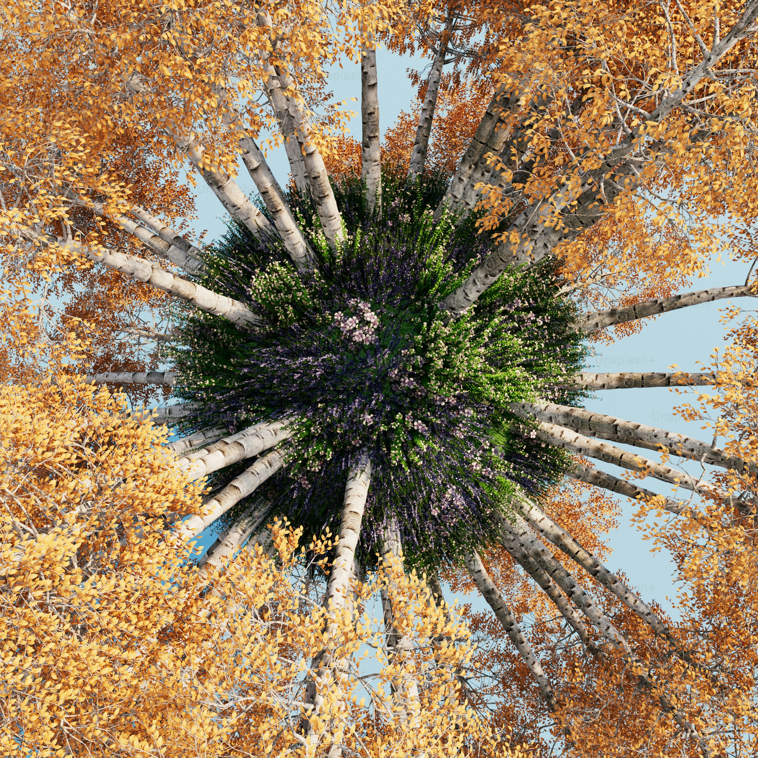 a circular view of a tree in the middle of a forest