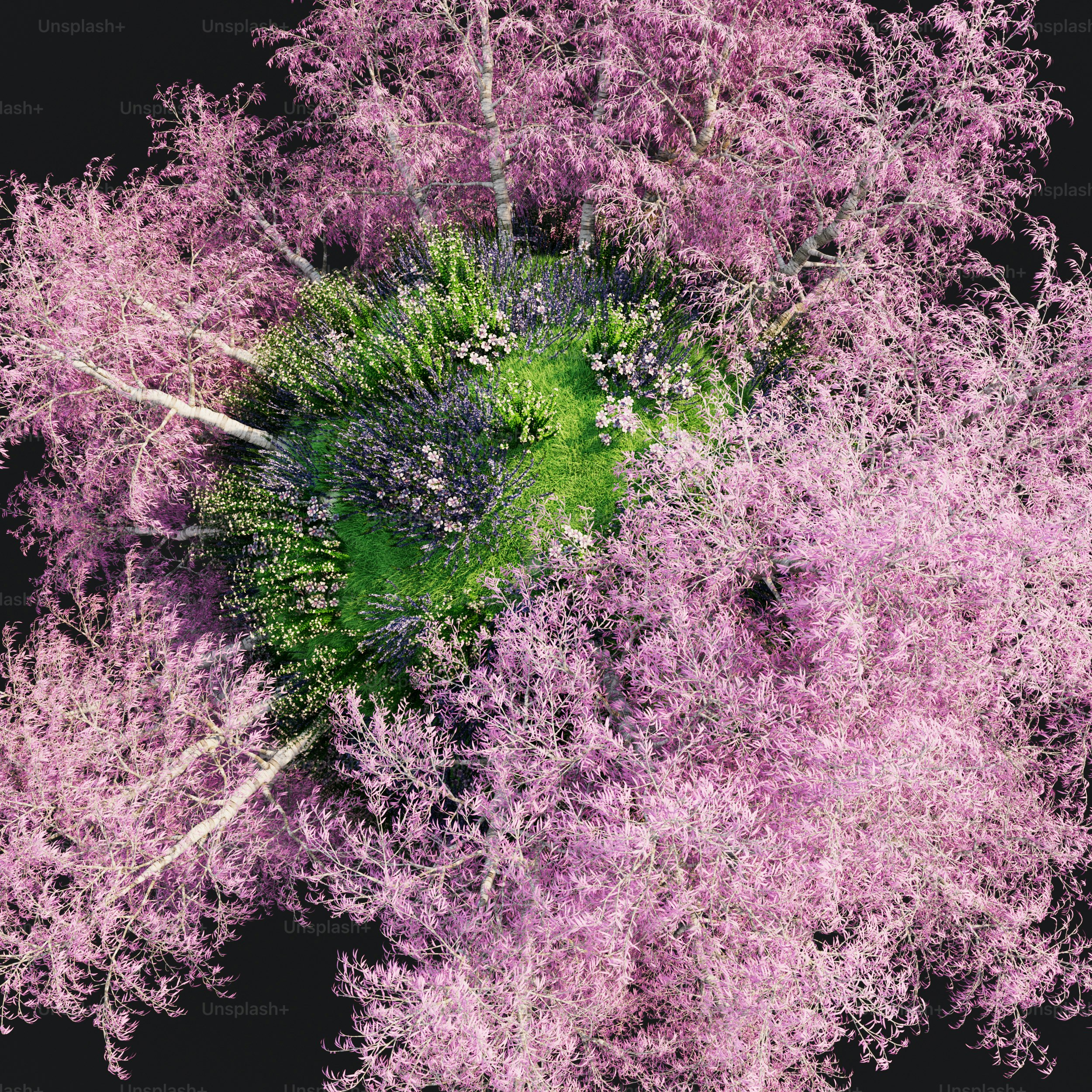 보라색 잎이 있는 나무의 공중 보기