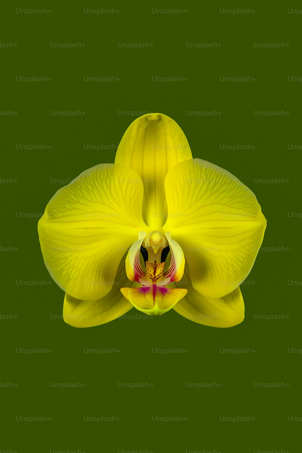 une fleur jaune avec un fond vert