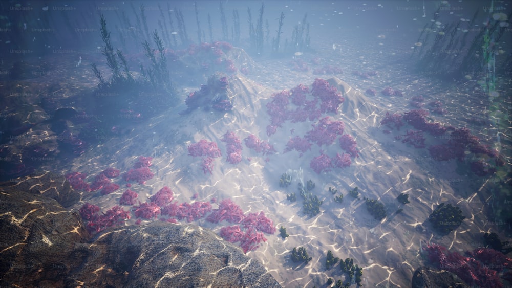 Una scena sottomarina di coralli e alghe
