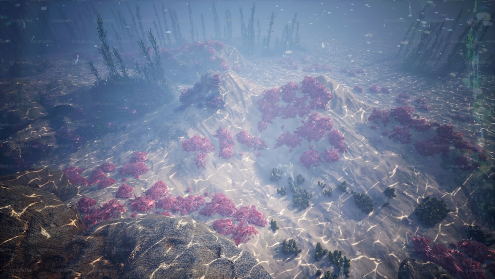 an underwater scene of corals and seaweed