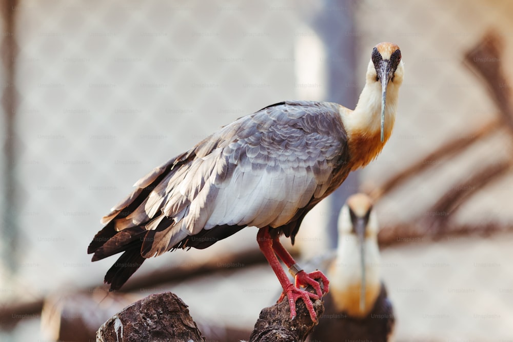 a large bird standing on top of a piece of wood