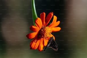 an orange flower with a butterfly on it