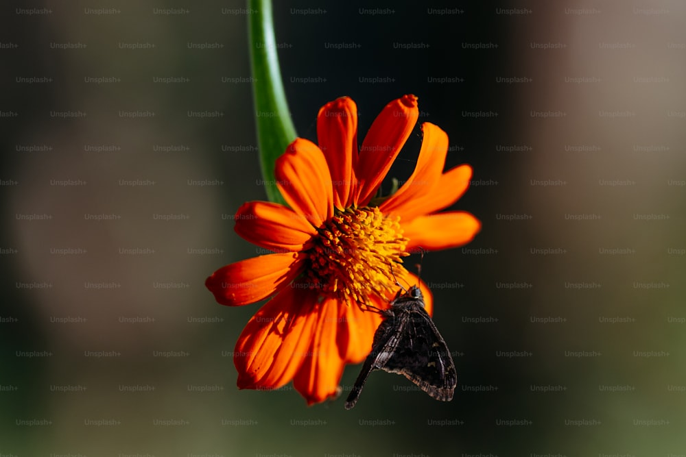 un fiore d'arancio con una farfalla su di esso