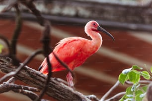 Un pájaro rosado está parado en una rama