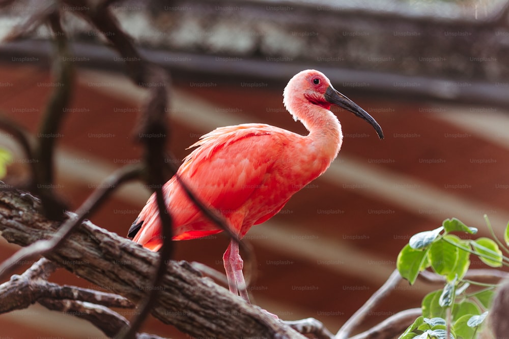 Ein rosafarbener Vogel steht auf einem Ast