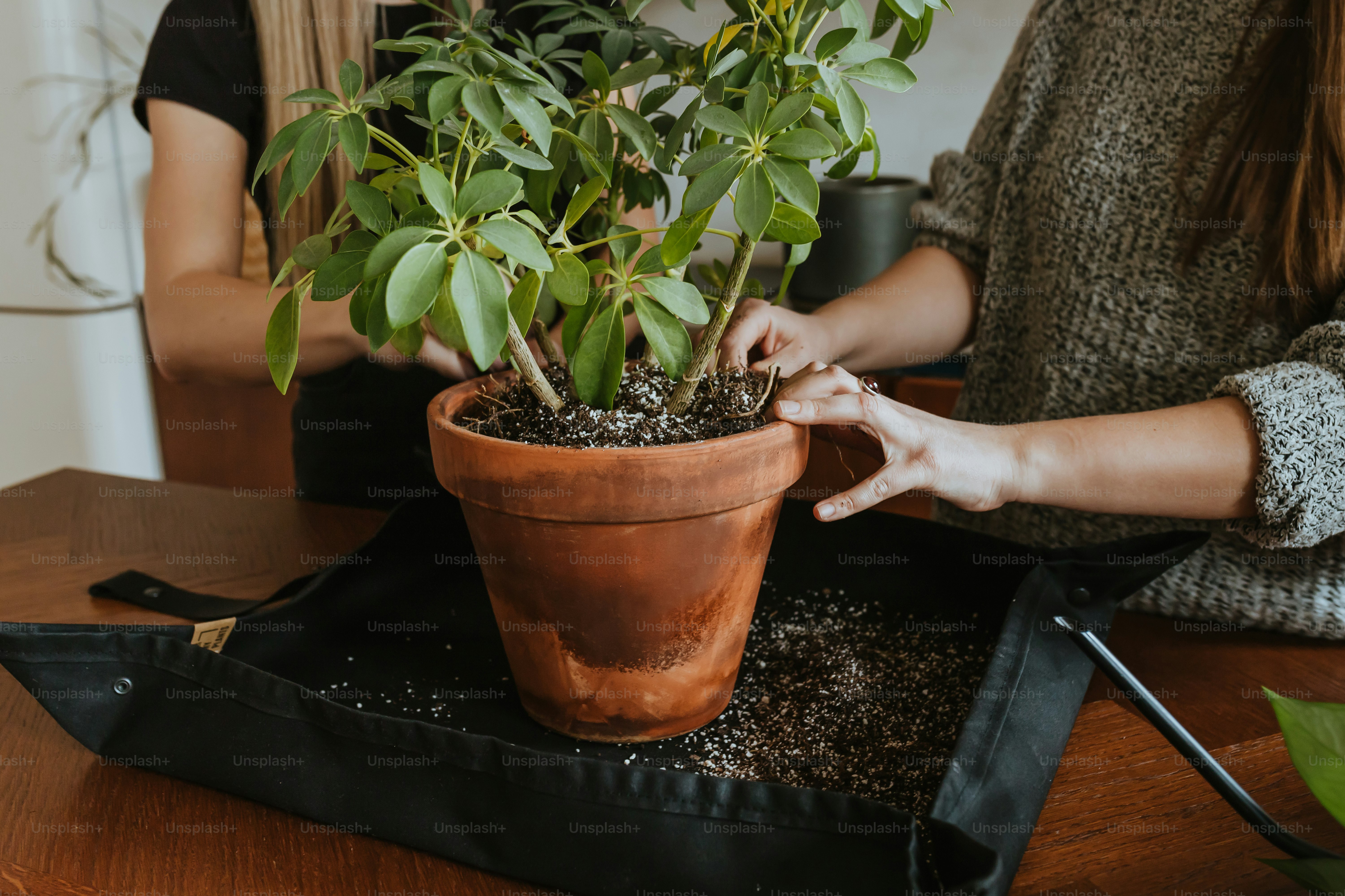 a woman is holding a potted plant on a tray