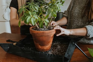 a woman is holding a potted plant on a tray