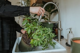 a person is washing a potted plant in a sink