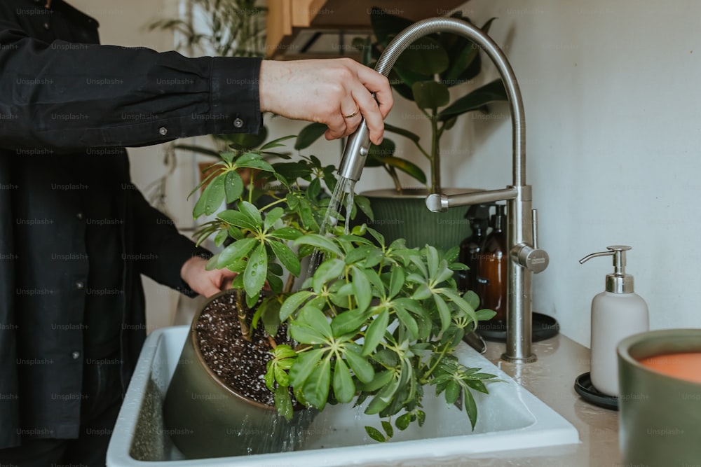 a person is washing a potted plant in a sink