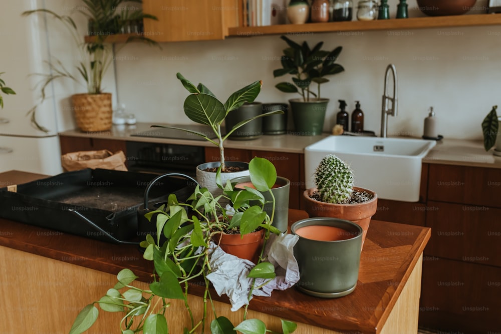 a kitchen counter topped with potted plants next to a sink