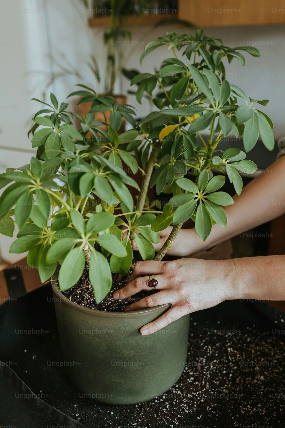 Una mujer sostiene una planta en maceta en sus manos