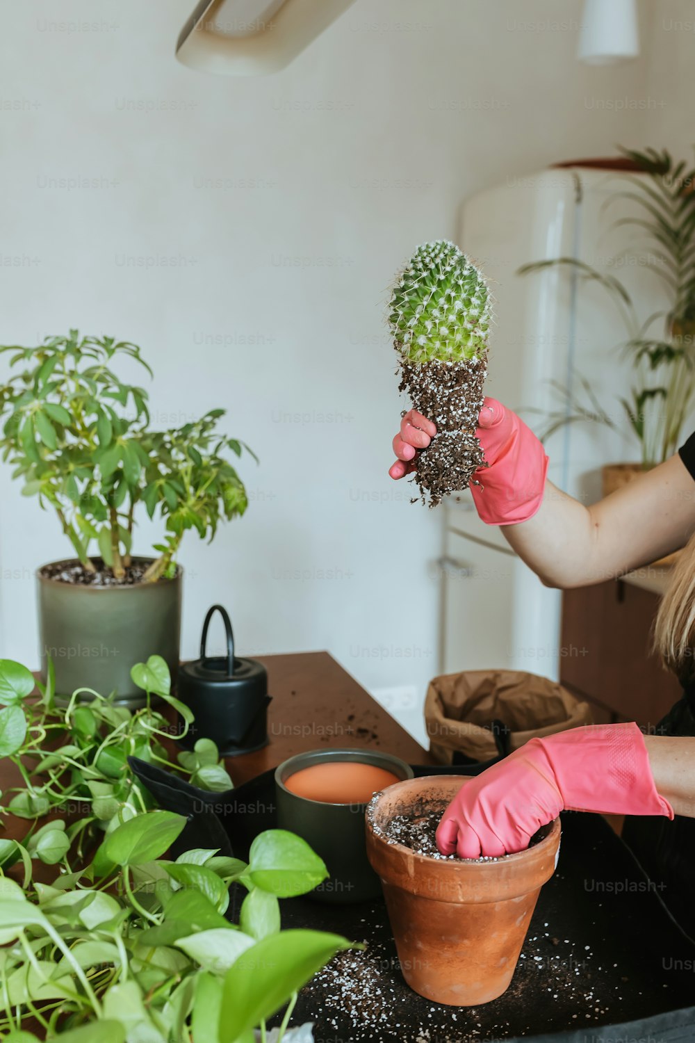 Una mujer con guantes rosas sostiene un cactus