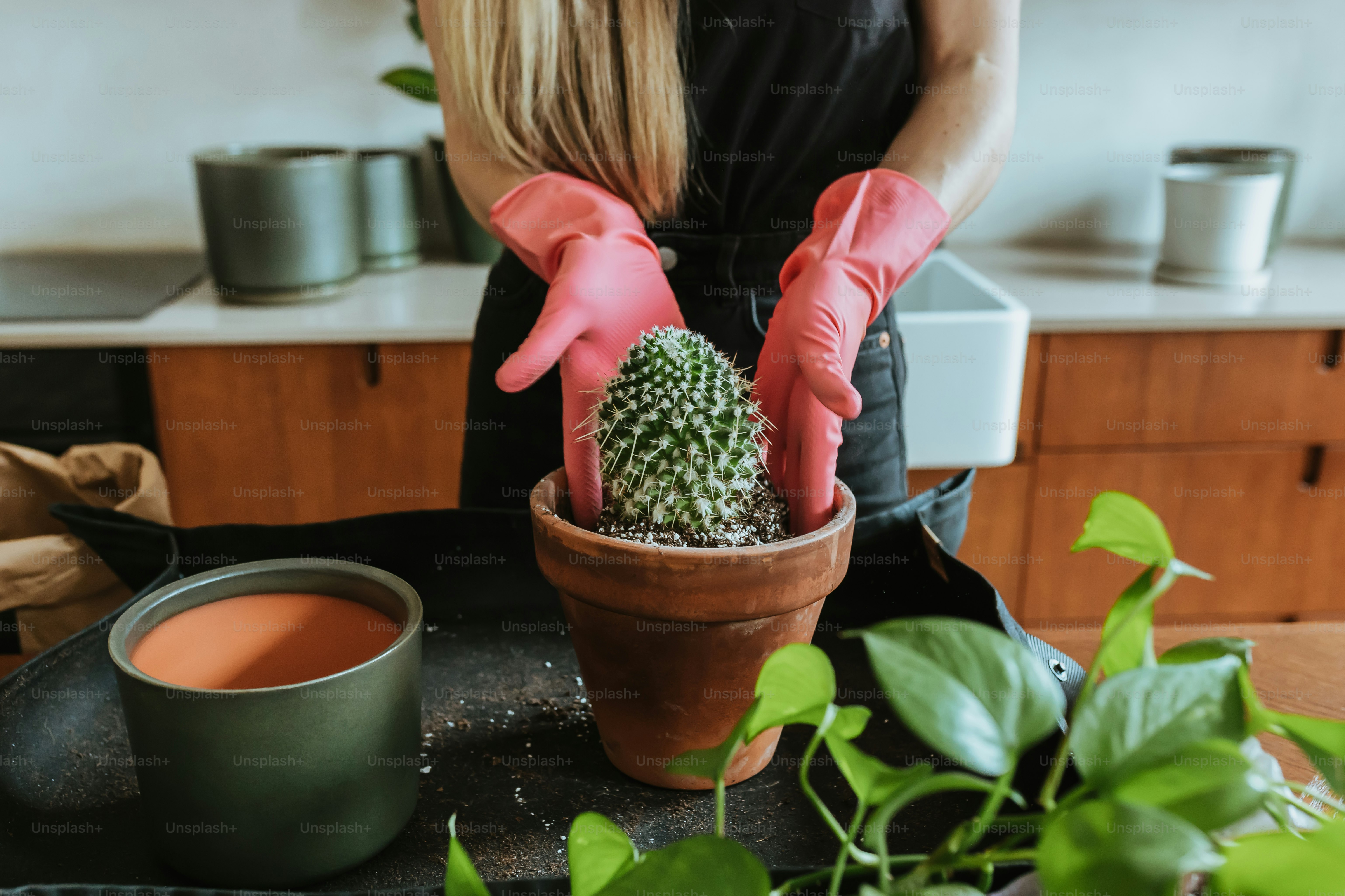 a woman in pink gloves is holding a cactus in a pot