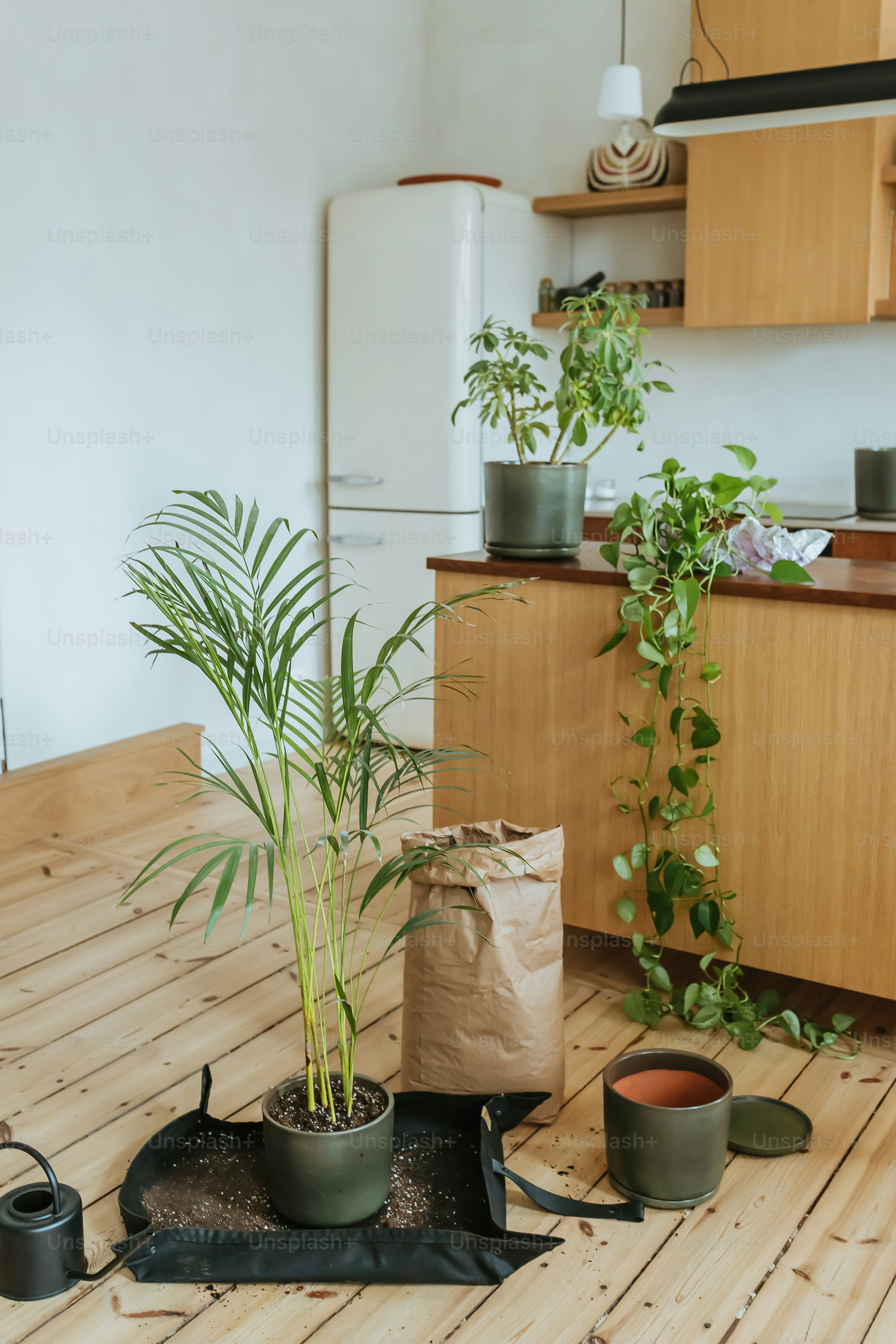 a potted plant sitting on top of a wooden floor