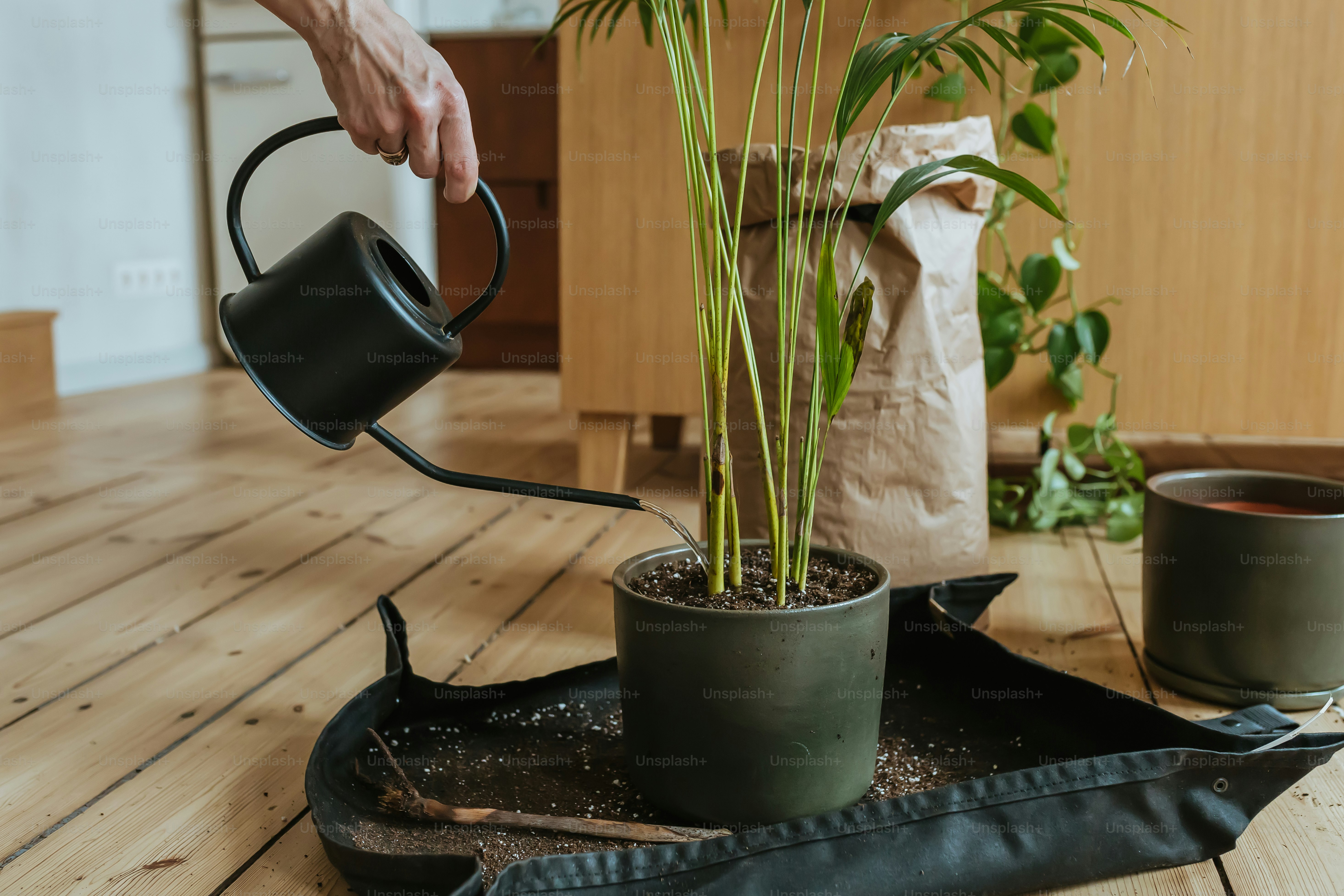 A person pouring water into a potted plant photo – Green fingers 