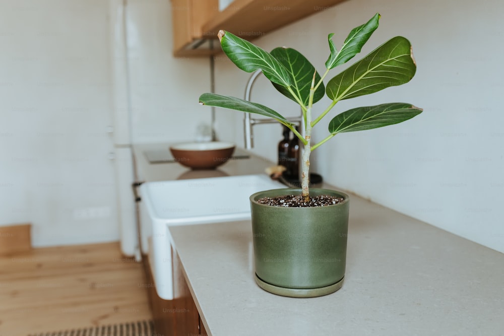 una pianta in vaso seduta sopra un bancone della cucina