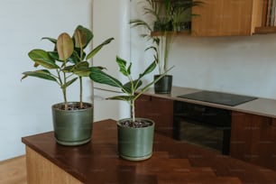 木のテーブルの上に座っている鉢植えの植物のカップル