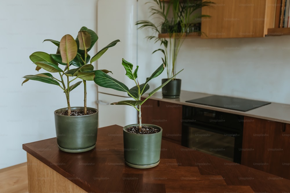 a couple of potted plants sitting on top of a wooden table