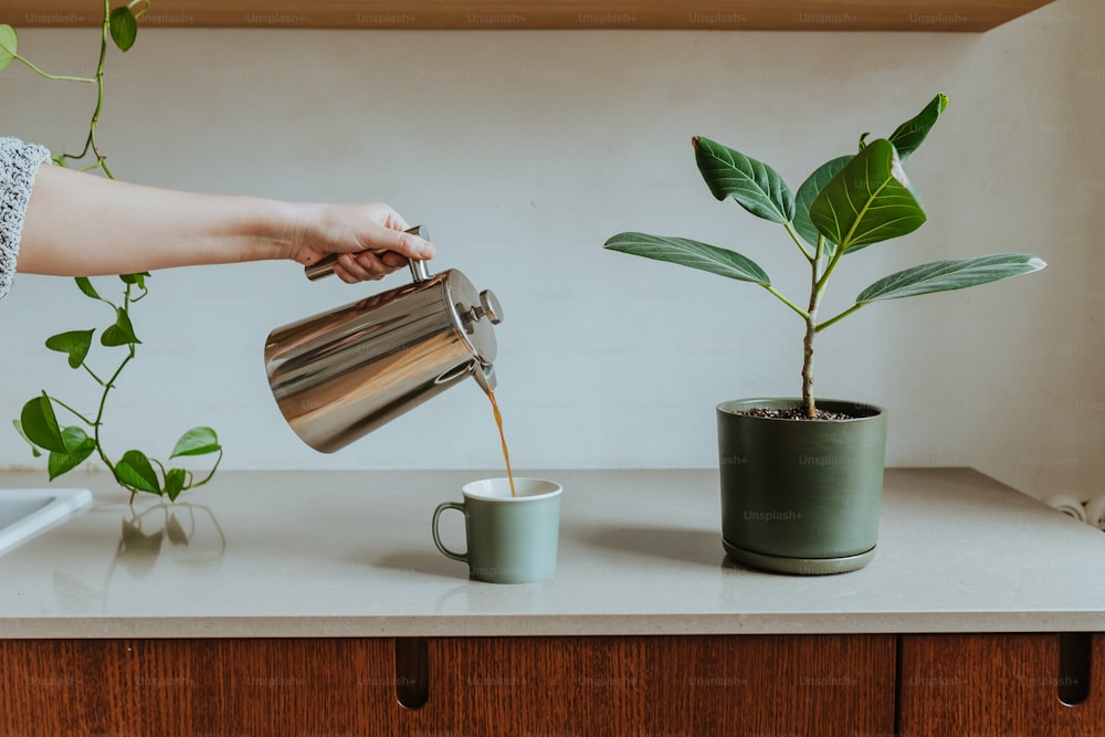 uma pessoa derramando café em uma xícara ao lado de um vaso de planta