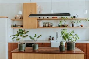 a kitchen filled with lots of potted plants