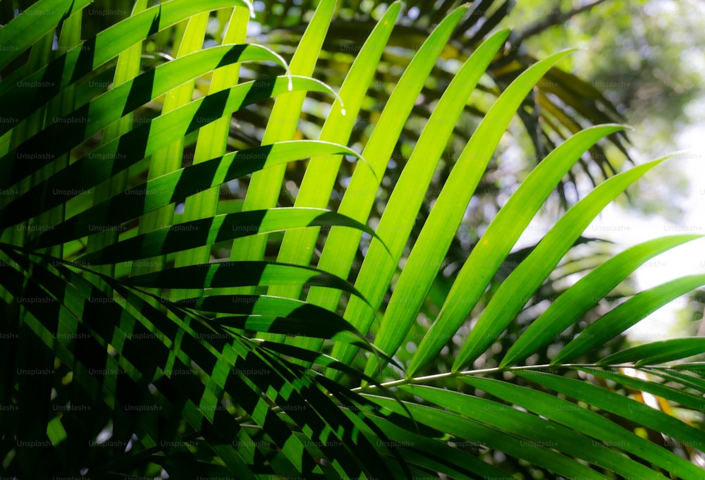 Un gros plan d’une plante verte avec beaucoup de feuilles