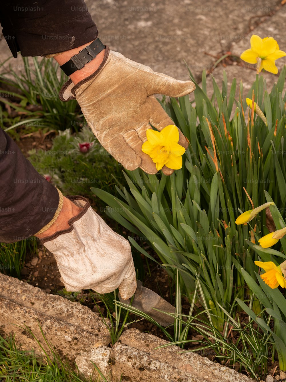 a gloved hand reaching for yellow flowers