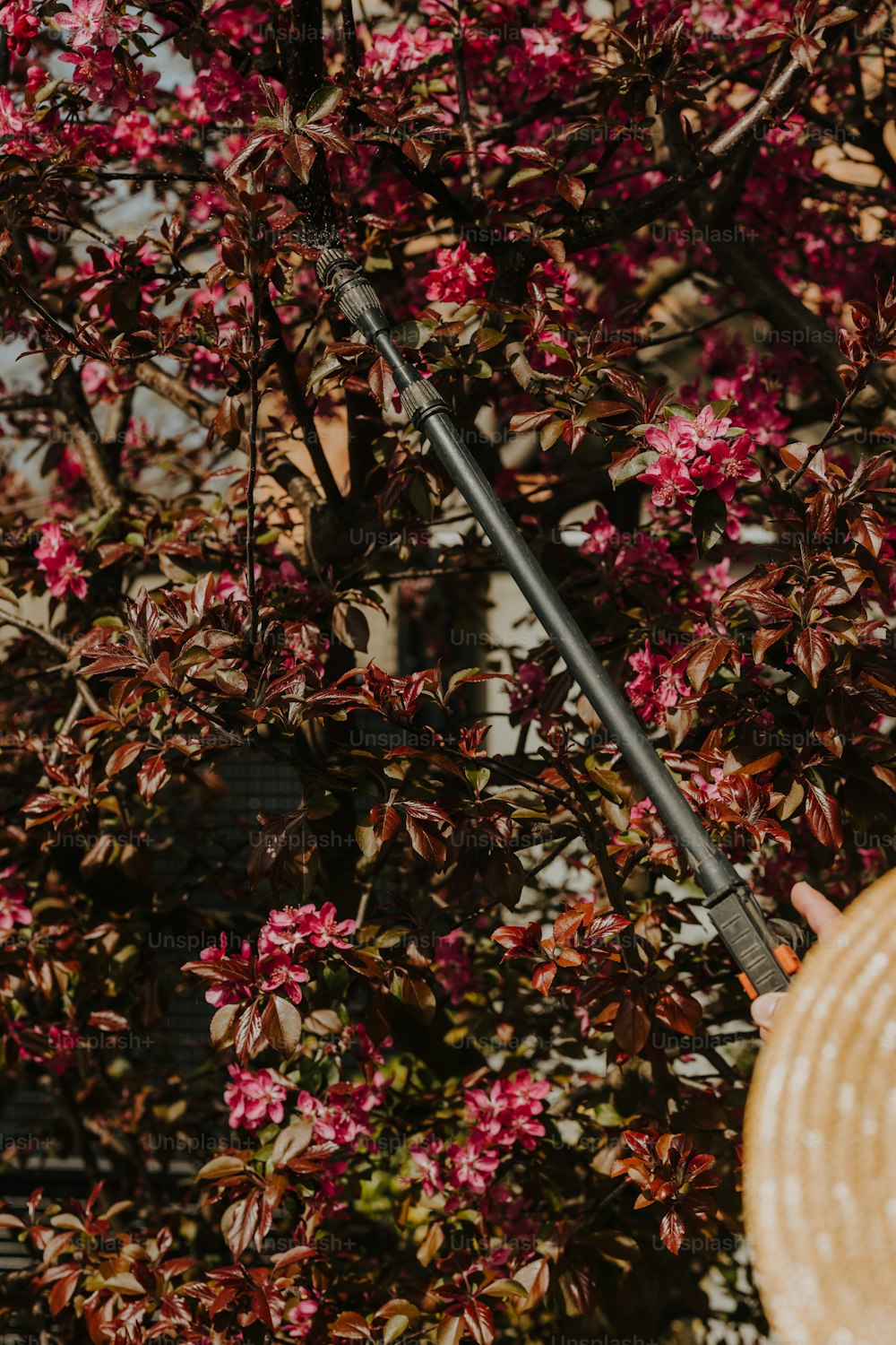 a straw hat hanging from a tree with pink flowers