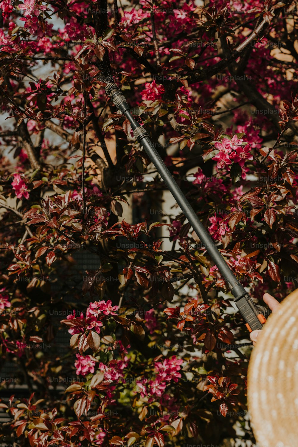 Un sombrero de paja colgando de un árbol con flores rosadas