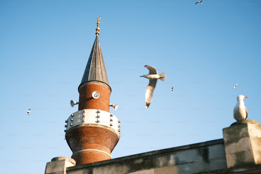 時計が乗った塔の周りを飛ぶカモメ