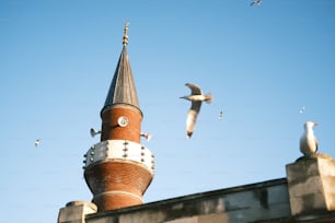 seagulls flying around a tower with a clock on it