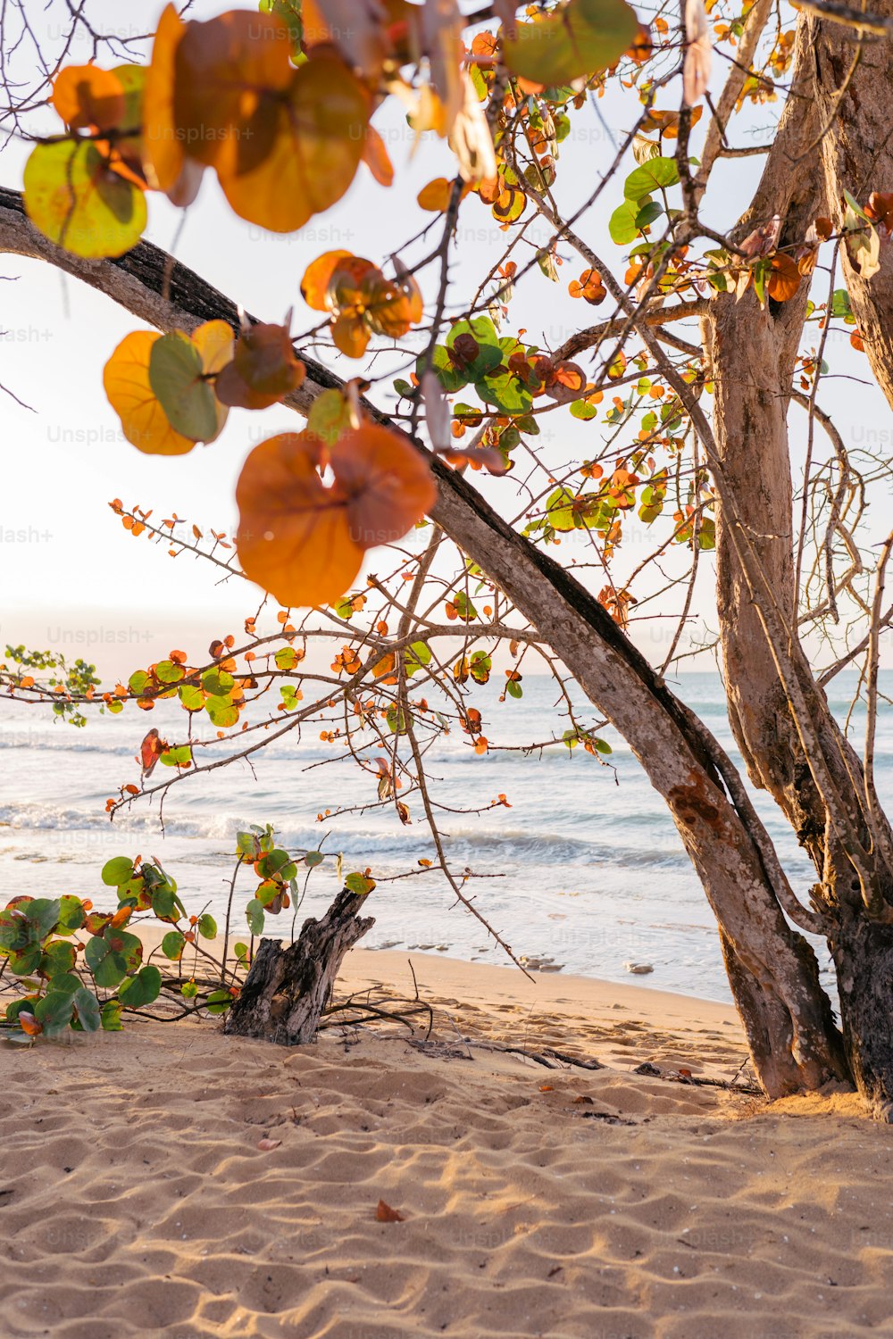 a tree on a beach with the ocean in the background