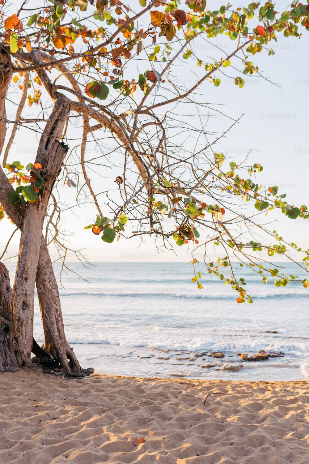 a tree on a beach with a body of water in the background