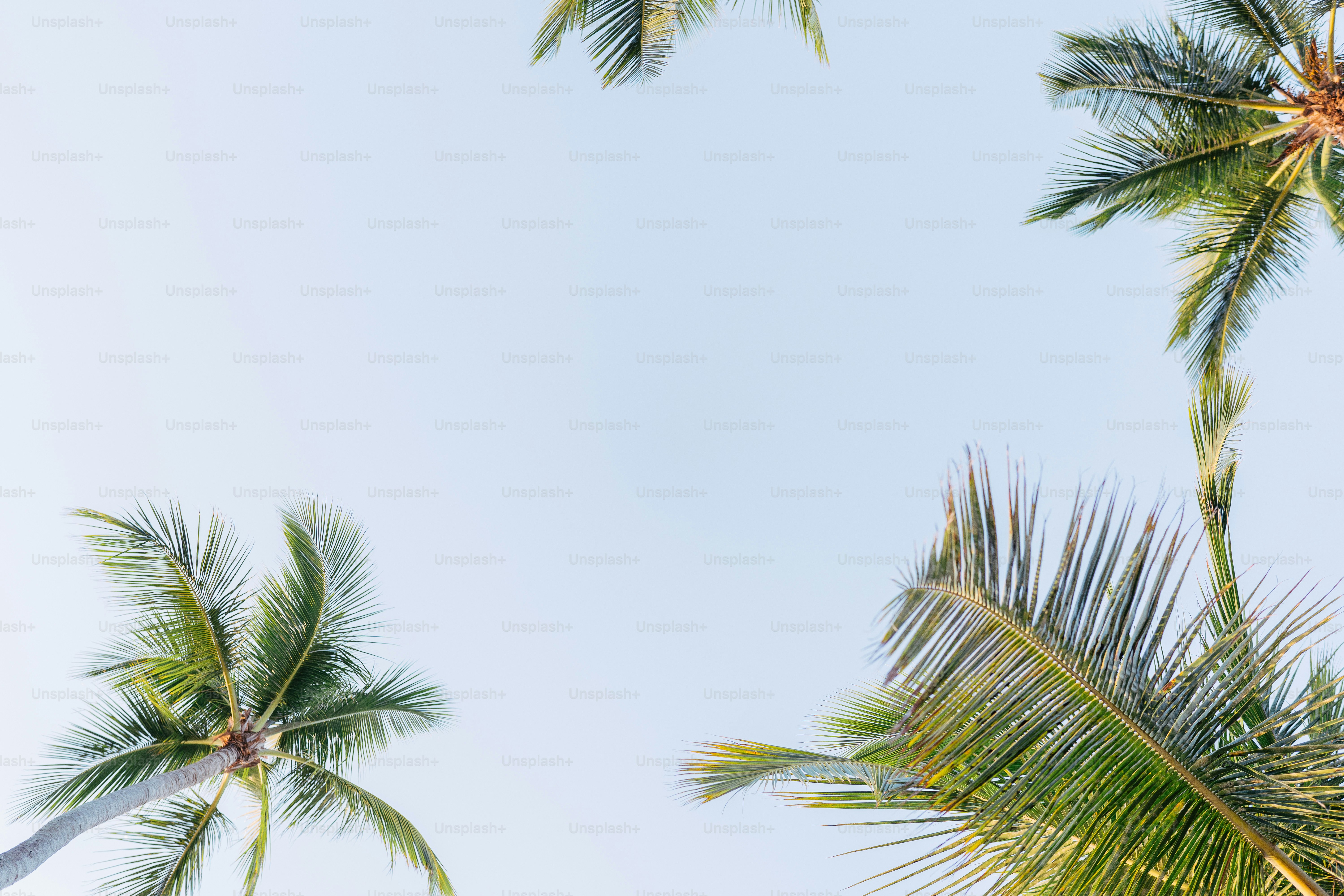 a group of palm trees against a blue sky