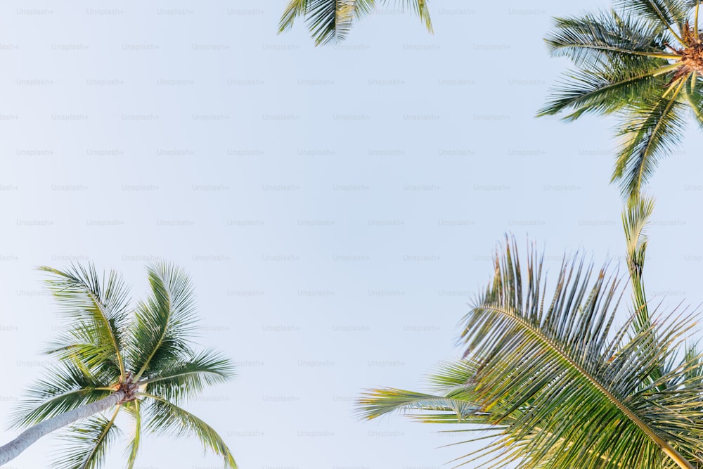 Eine Palmengruppe vor blauem Himmel