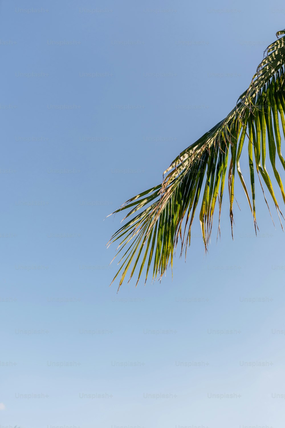 a palm tree with a clear blue sky in the background