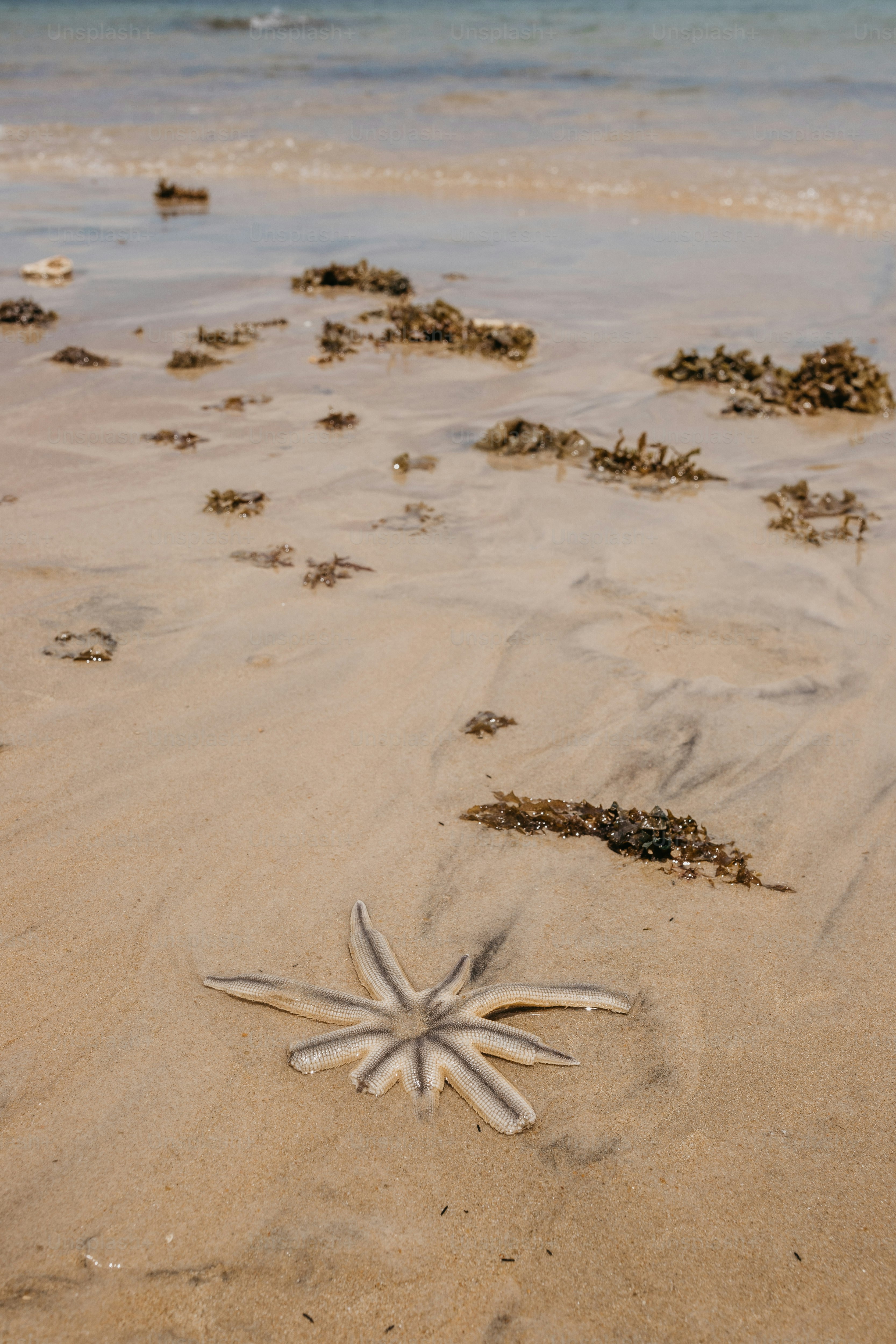 浜辺の砂の上に横たわるヒトデ