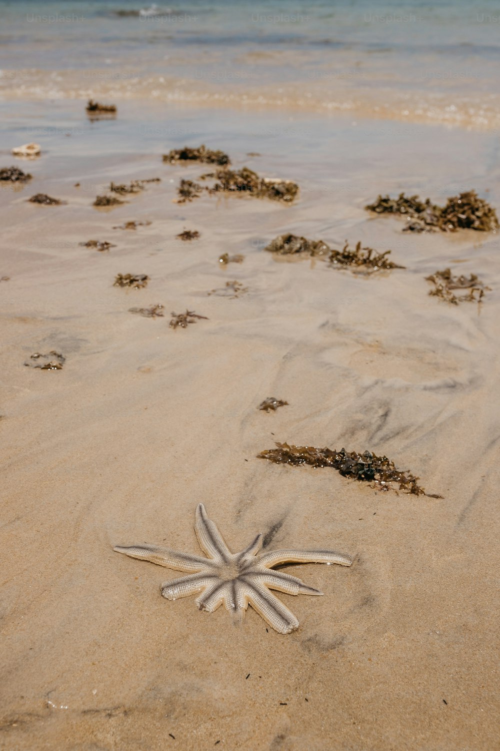 a starfish laying on the sand at the beach