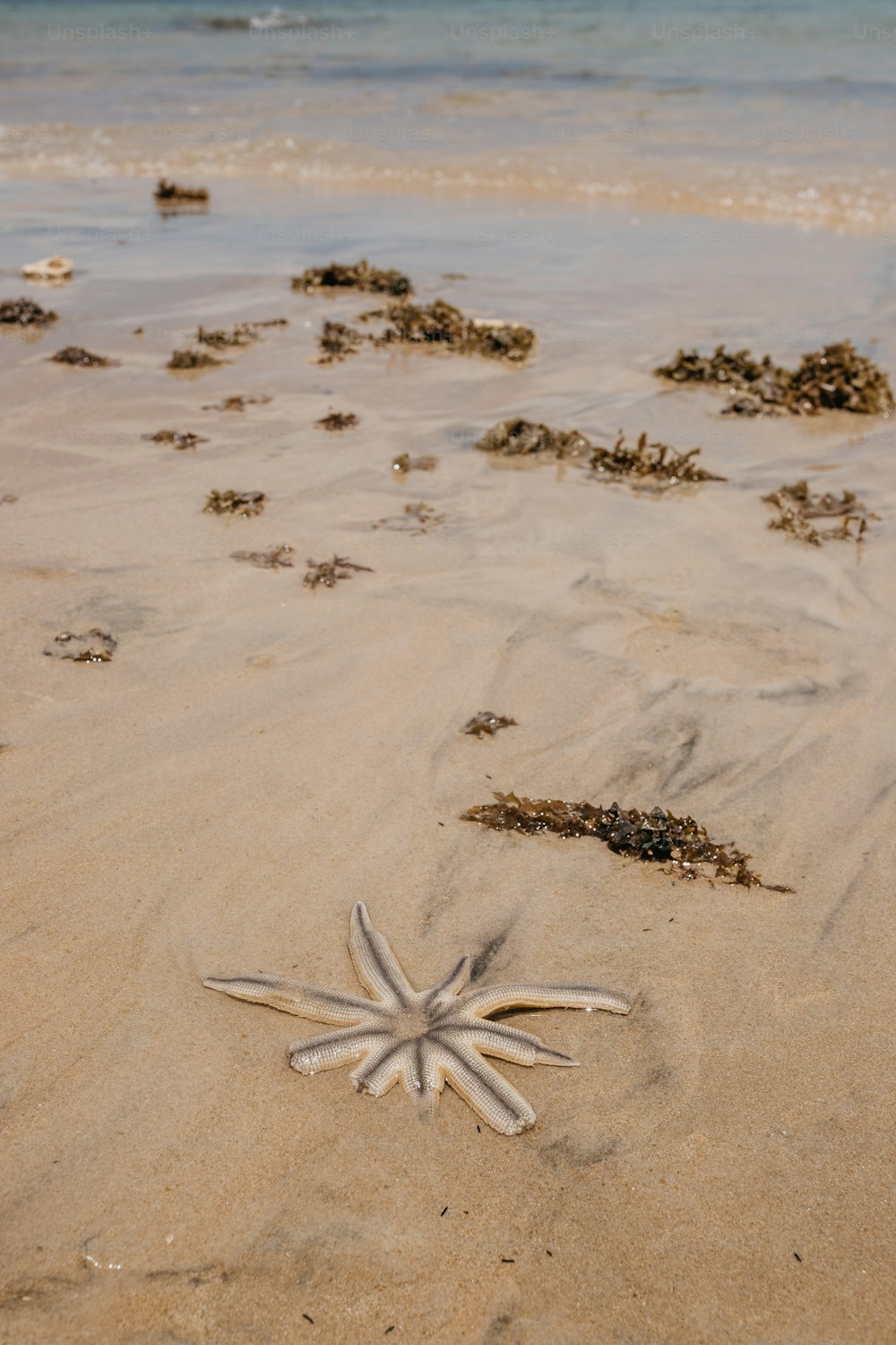 a starfish laying on the sand at the beach
