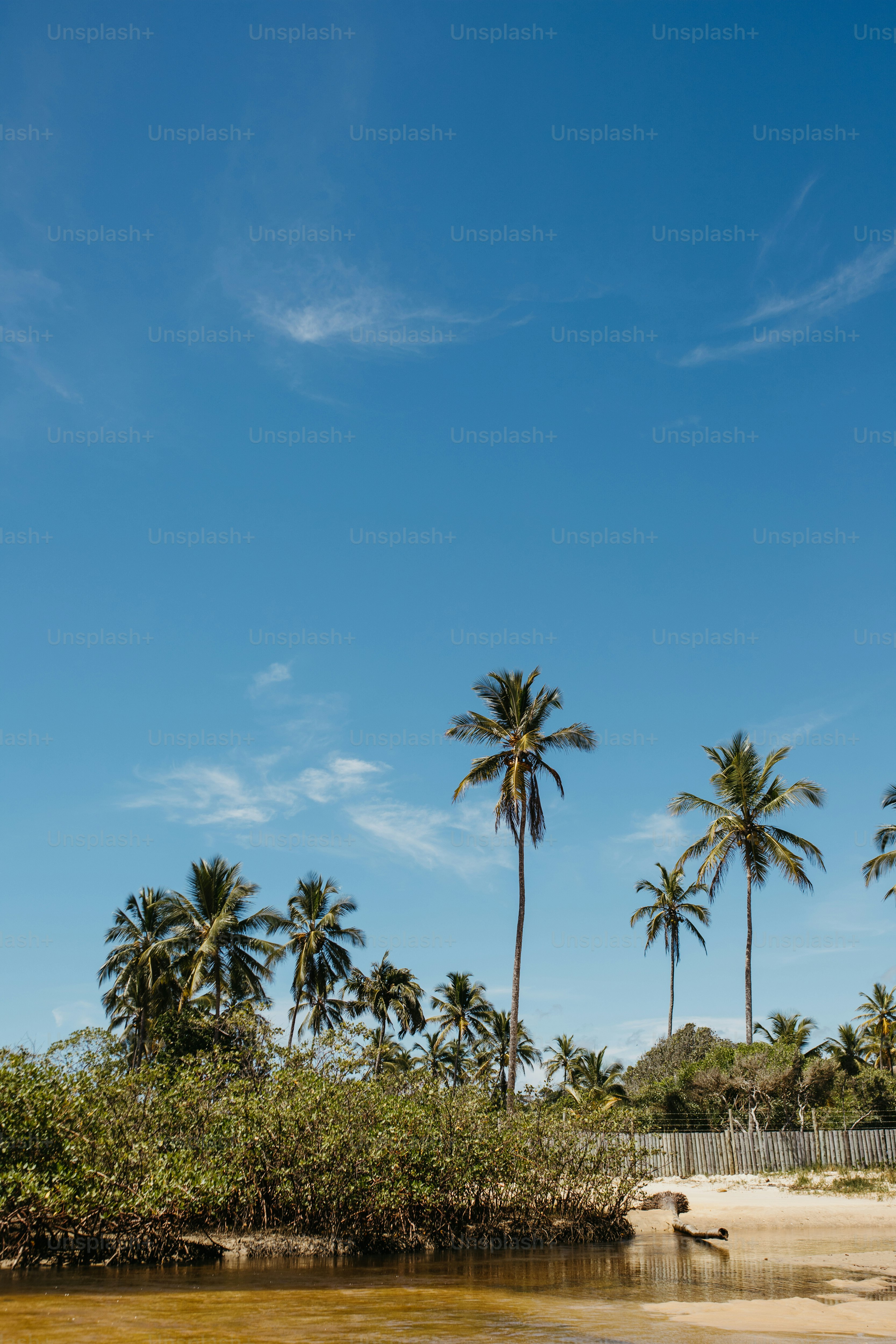 a body of water surrounded by palm trees