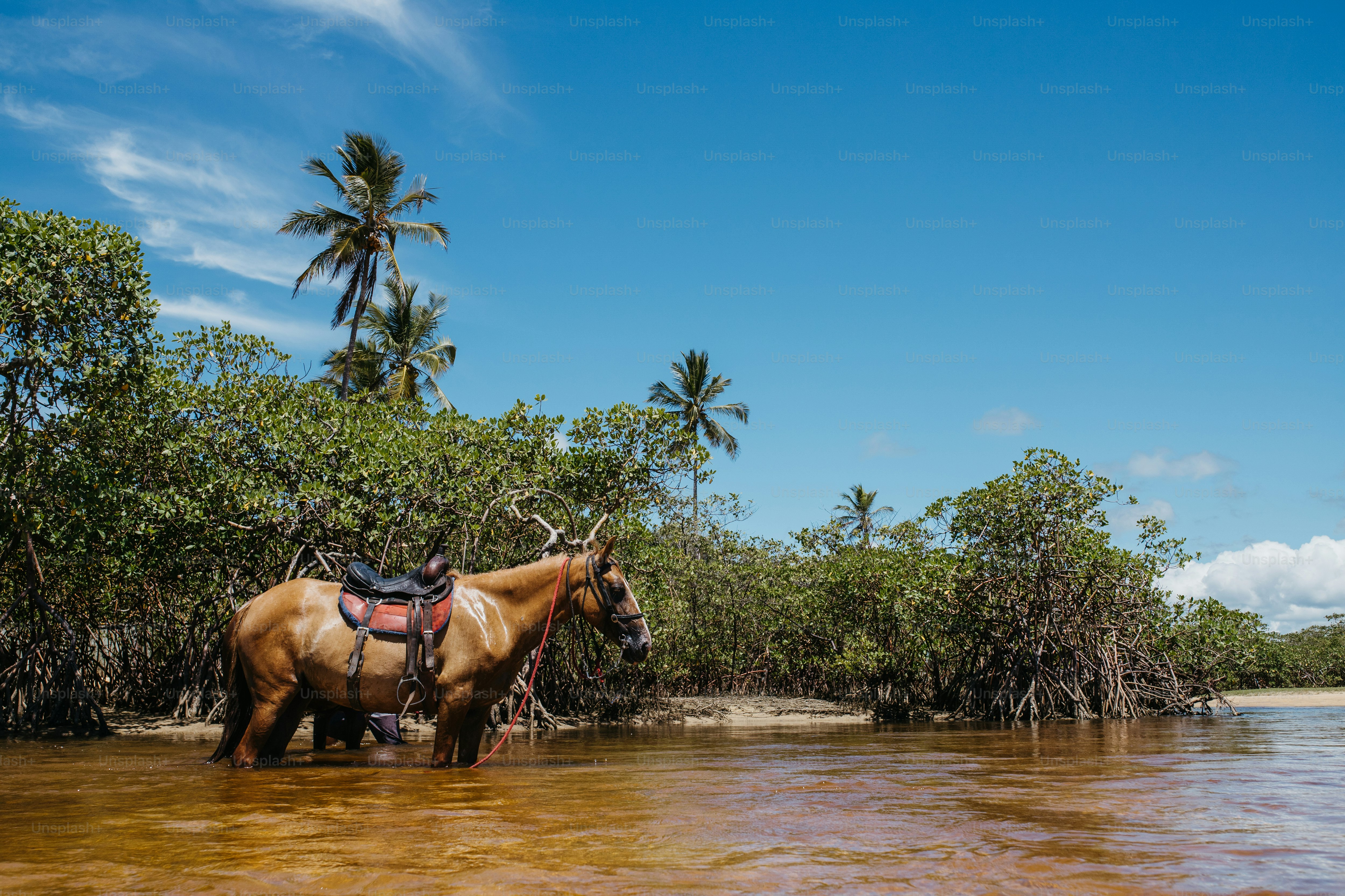 a brown horse standing in a body of water