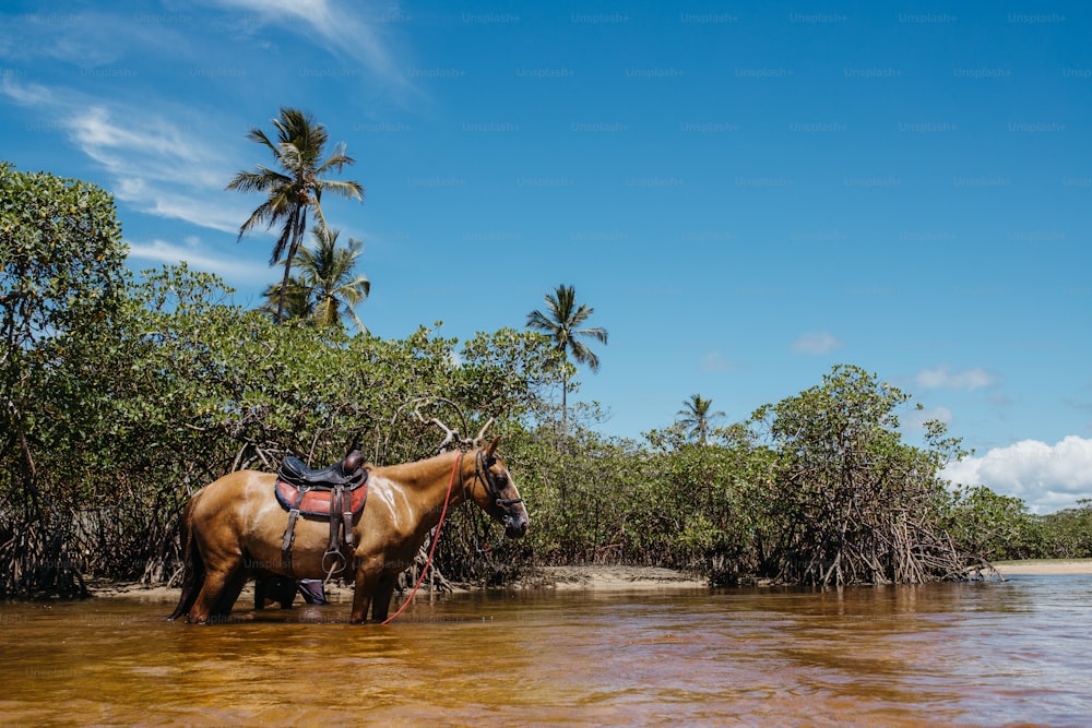 Un caballo marrón parado en un cuerpo de agua