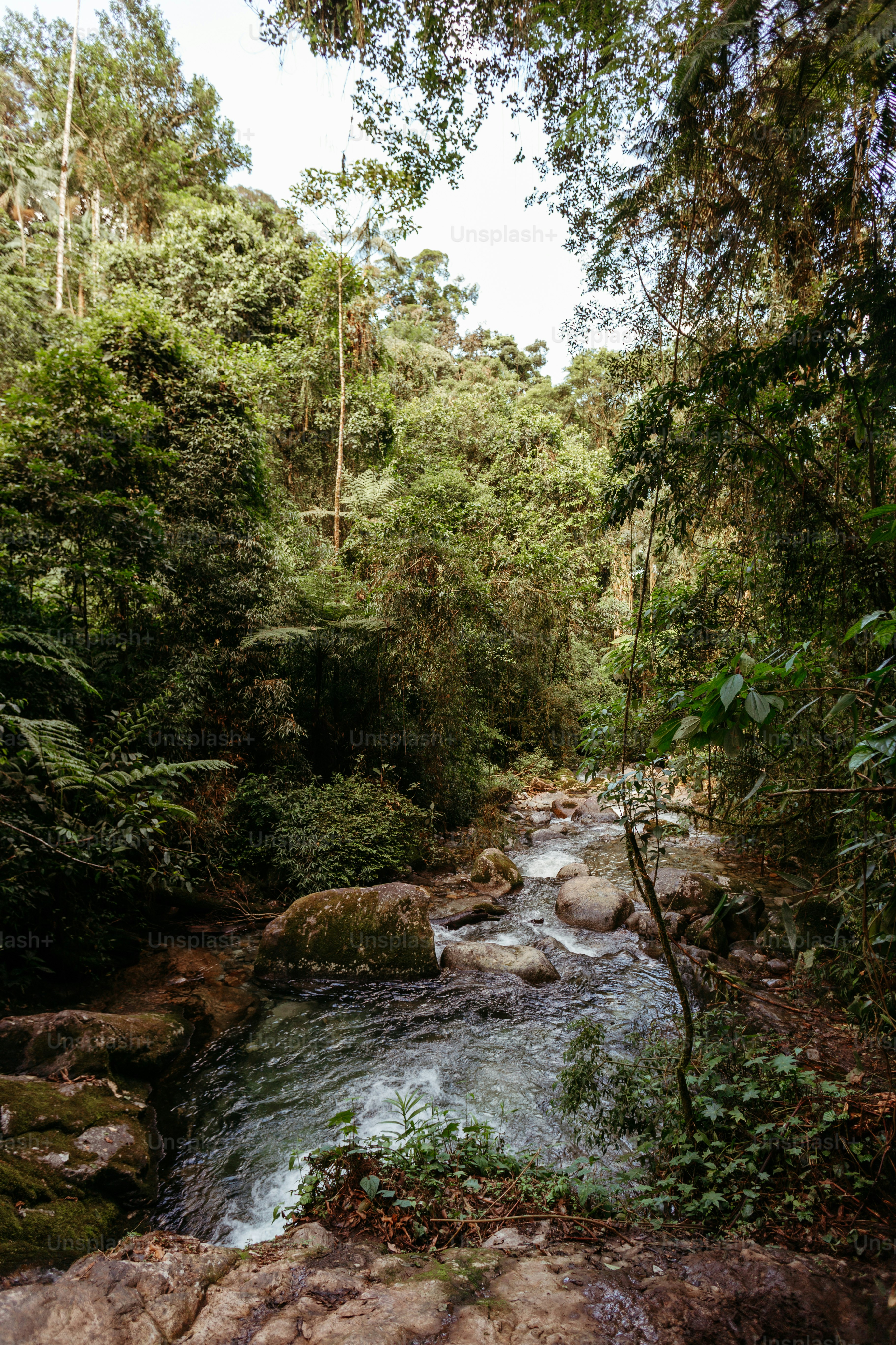 a river running through a lush green forest