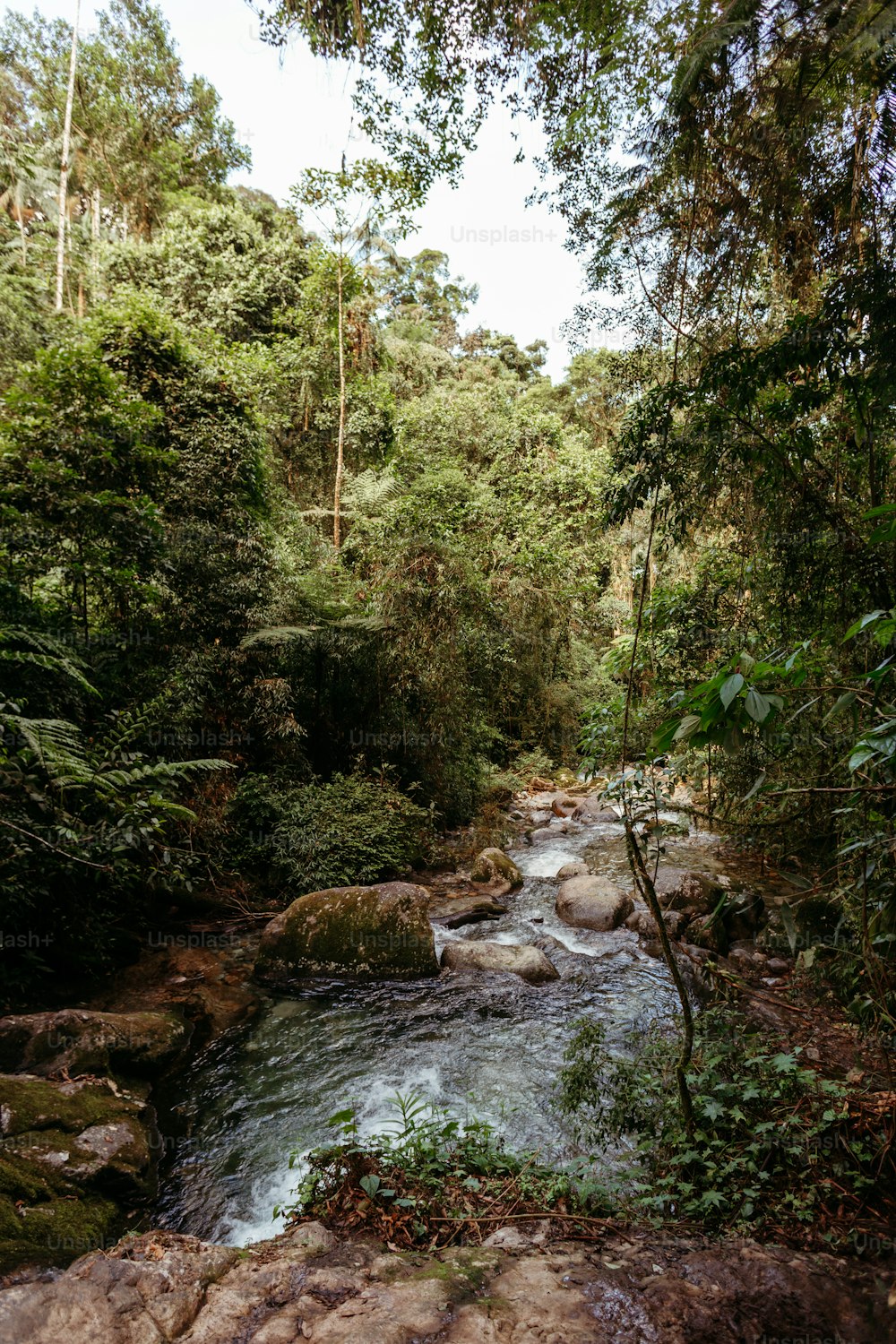 a river running through a lush green forest