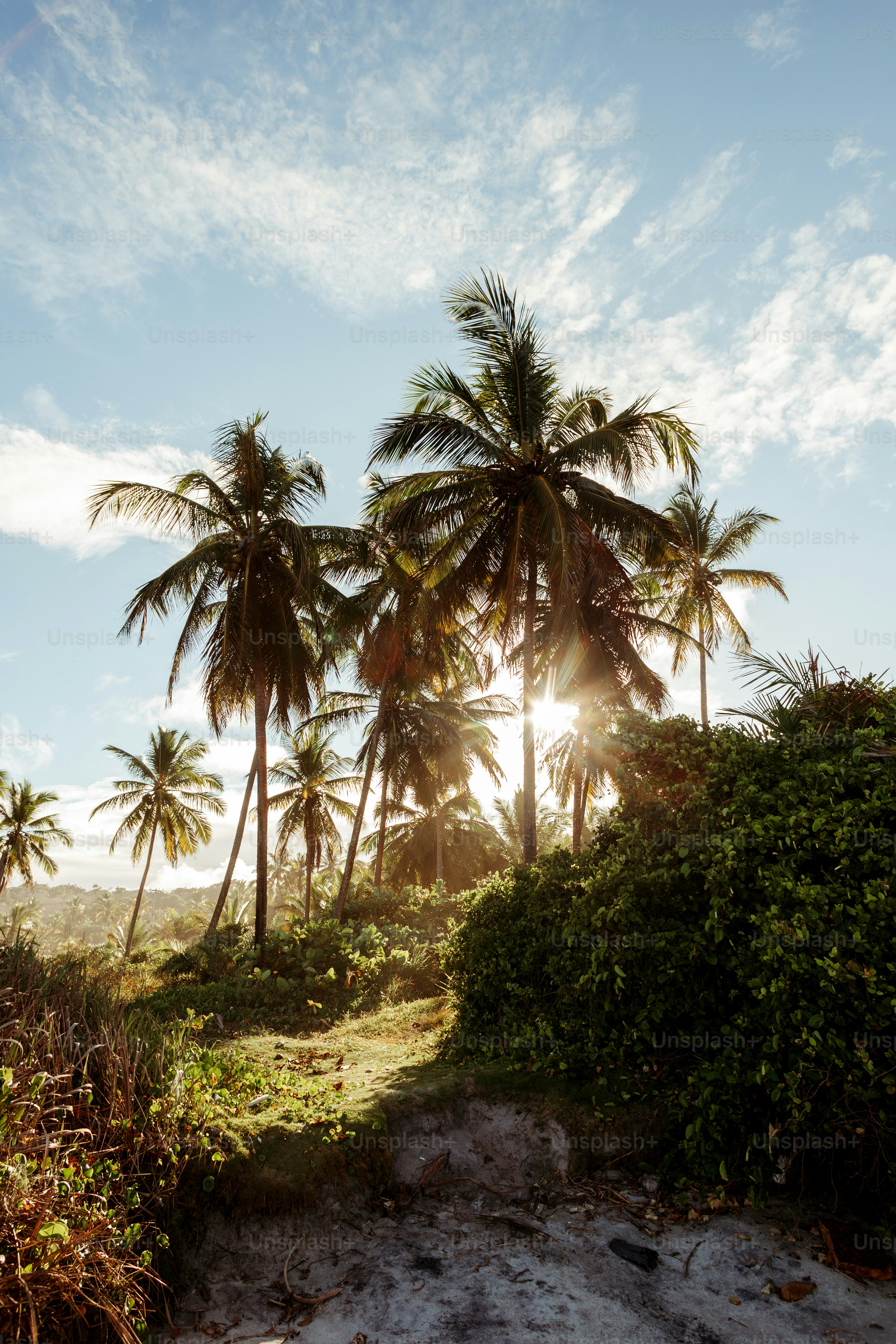 the sun is shining through the palm trees