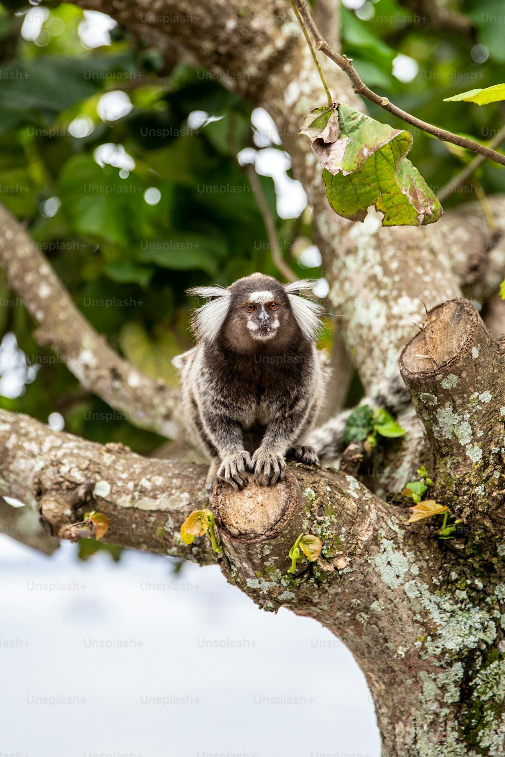 a monkey is sitting on a tree branch