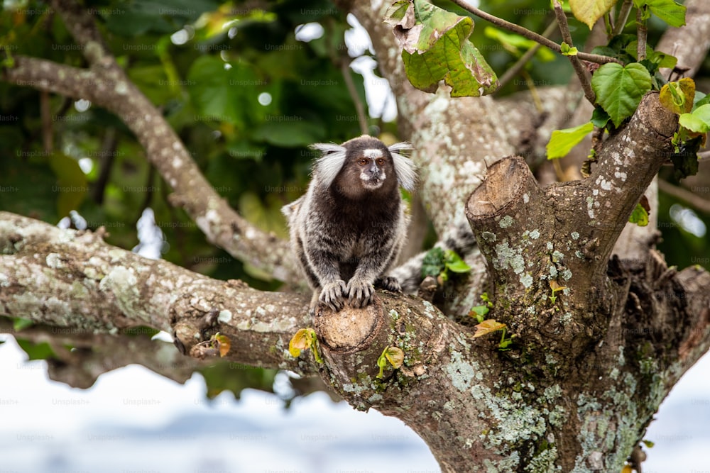 Un mono está sentado en la rama de un árbol