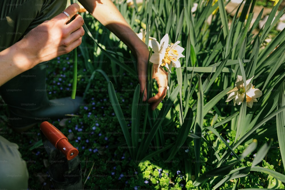 uma pessoa ajoelhada em um campo de flores